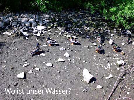 Enten suchen nach Wasser