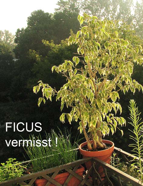 Ficus vermisst