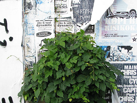 Hopfen an Plakatwand