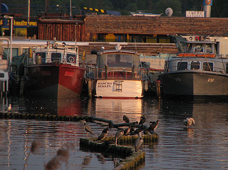 Reiher in der Rummelsburger Bucht