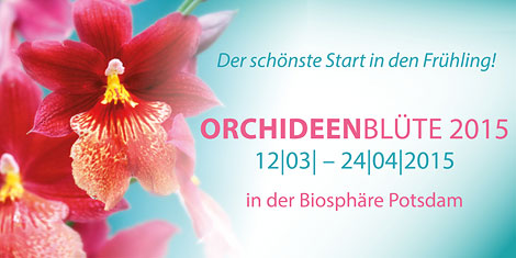 Orchideenbanner
